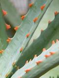Socotrine aloe